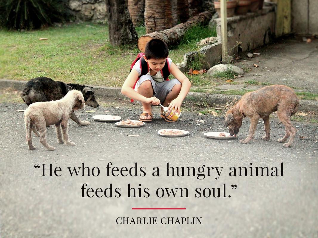 Boy feeds stray dogs and then opens animal shelter